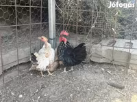 Chickens — photo 3