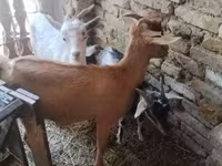 Kozy (partia, płeć nieokreślona), Kozy — zdjęcie 1