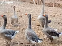 Geese — الصورة 8