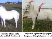 Pastuv, Miniature horse — fotografija 3