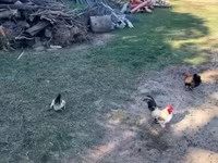 Chickens — Foto 5