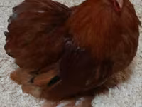 Pekinška bantam — fotografija 1