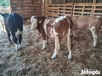 सांड, Simmental cattle — फ़ोटो 1