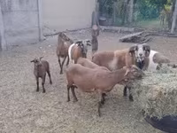 雄羊, Cameroon sheep — 写真 7