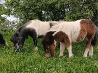 母马, Shetland Pony — 照片 1