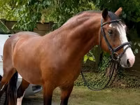 Cavalo, Cavalos — foto 1