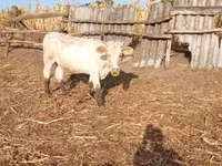 Vaca, Charolais cattle — foto 4