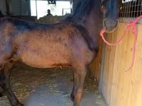 公马, Friesian — 照片 3