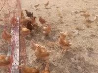 Chickens — zdjęcie 1