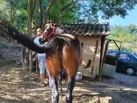 雌馬, 馬 — 写真 6