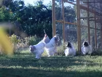 Brahma — foto 1