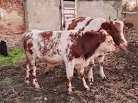 Бұқа, Simmental cattle — 3-сурет