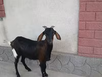 Koza, Nubian Goat — fotografija 1