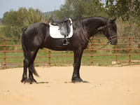 Pastuv, Friesian — fotografija 1