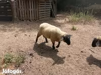 公羊, White Suffolk sheep — 照片 6