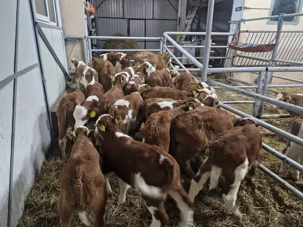 Bik, Simmental cattle