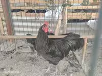 Qoç, Qoyunlar — foto 6