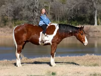 Hengst, National Show Horse — Foto 1