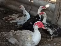 Ducks — الصورة 2