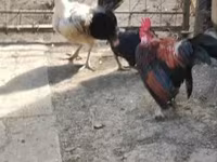 Chickens — Foto 3
