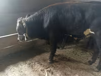 Cow, Swiss cattle — photo 4
