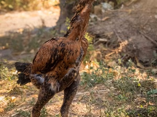 Australijska pit borbena kokoš