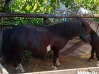 母马, Horses — 照片 4