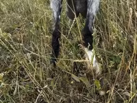 母山羊, Goats — 照片 5