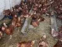 Chickens — Foto 1