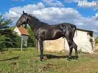 Caballo, Nonius horse — foto 7