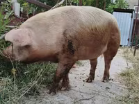 Säue, Schweine — Foto 4