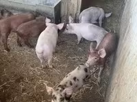 Świnie (partia, płeć nieokreślona) — zdjęcie 4