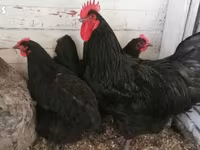 Brahma — foto 1