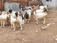 Ziege, Damask goat — Foto 4