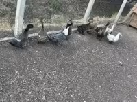 Ducks — zdjęcie 2