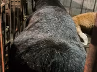 Carneiro, Arashan sheep — foto 1