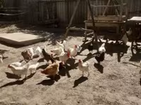 Chickens — Foto 5