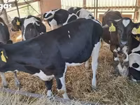 ثور, Simmental cattle — الصورة 5