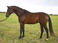 公马, Thoroughbred horse — 照片 3