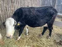 İnək, Latvian Blue cattle — foto 2