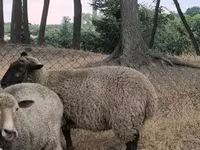 Oveja, White Suffolk sheep — foto 2