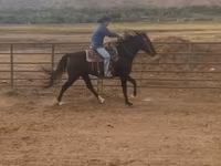 Stute, National Show Horse — Foto 4