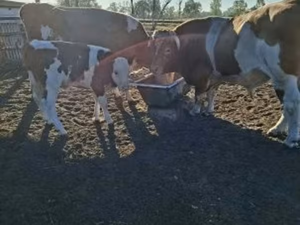Krowa, Simmental cattle — Węgry
