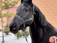 Kobyła, Akhal-Teke — zdjęcie 1
