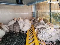 Quails — fotografija 4