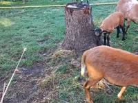 نعجة, Cameroon sheep — الصورة 2