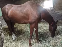 Horse (M), Akhal-Teke — photo 2