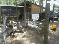 Geese — photo 2