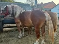 فرس, Hungarian horse breed — الصورة 4