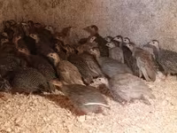 Guinea fowl — fotografija 1